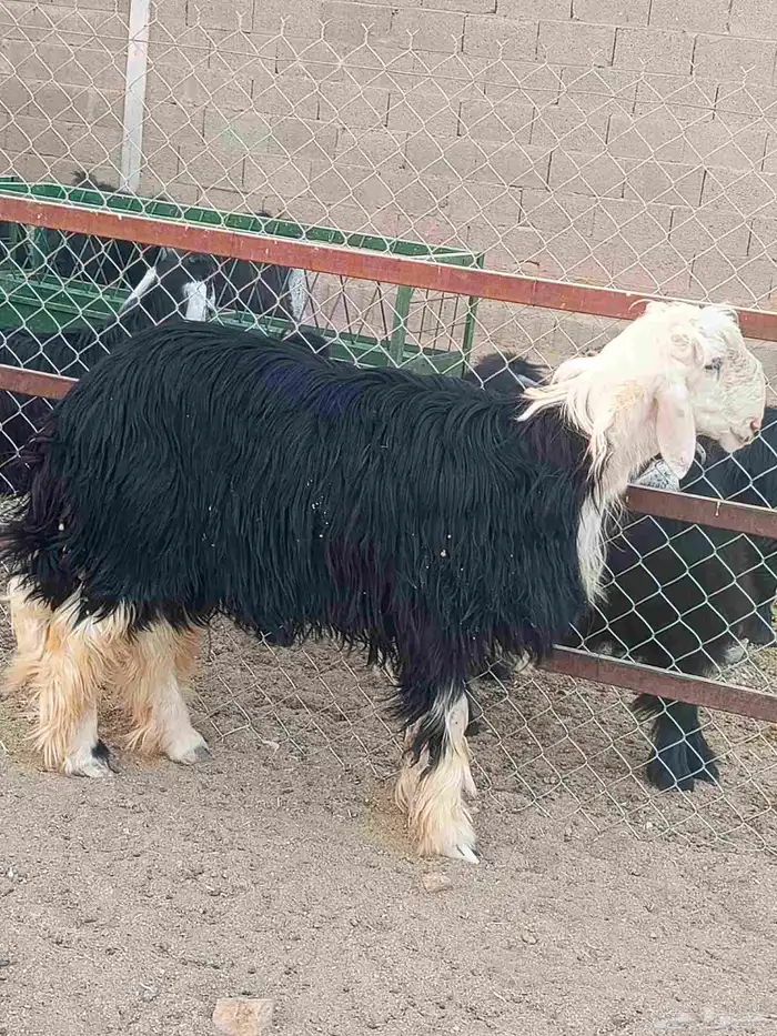 فحول عارضي وخروف نجدي 6