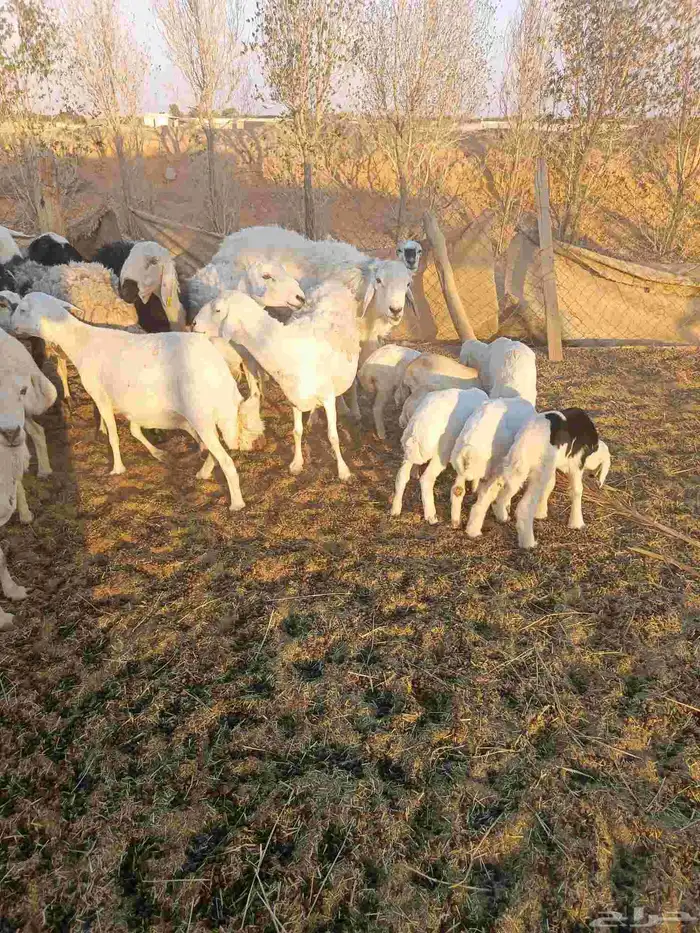 غنم مهاجين ورفيد الوليد 7معها 8ولدفيع و9دفيع بعضها علا ولاد 3
