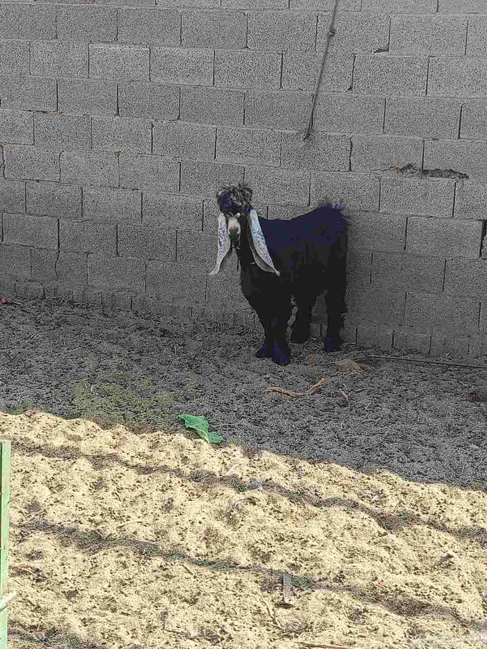 فحول عارضي وخروف نجدي 2