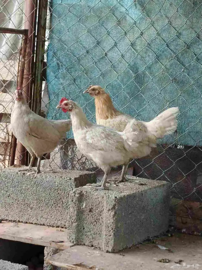 دجاح بلدي للبيع كفو 0