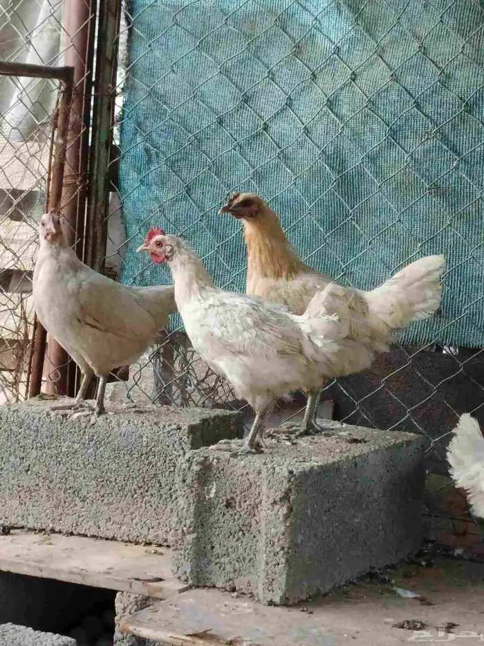 دجاح بلدي للبيع كفو 1