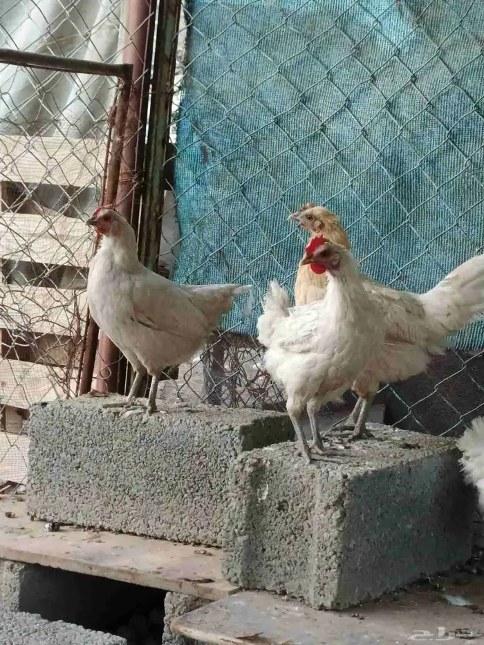 دجاح بلدي للبيع كفو 5