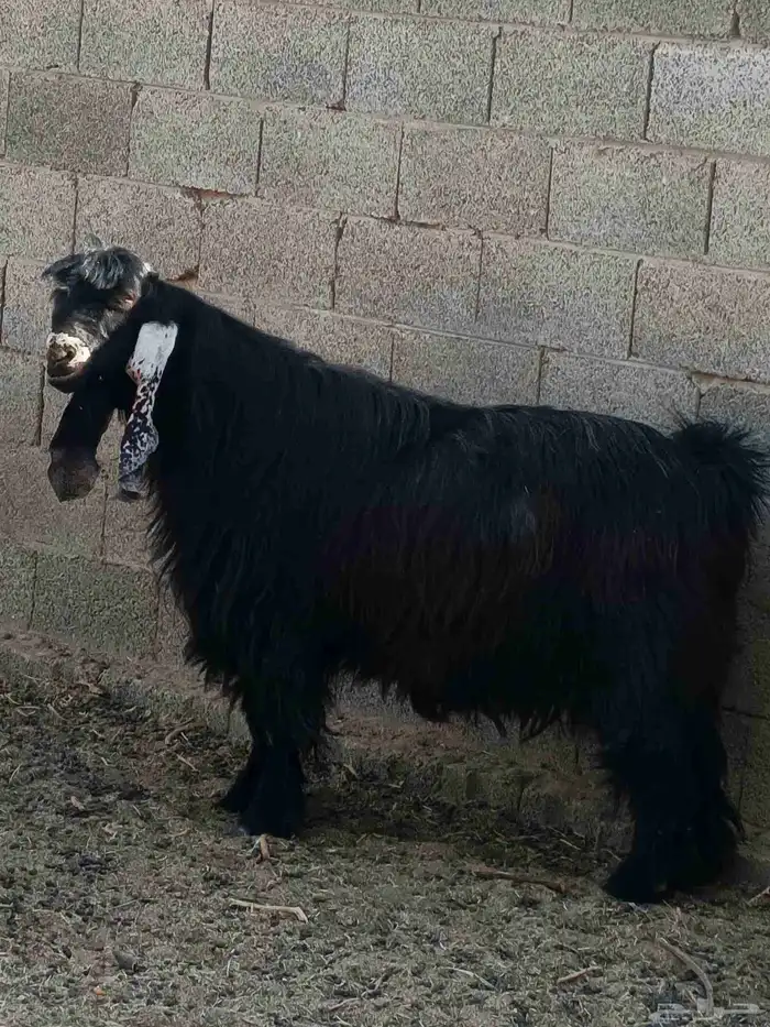 فحول عارضي وخروف نجدي 1