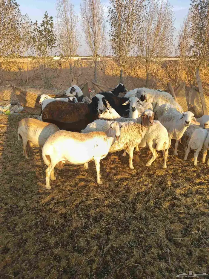 غنم مهاجين ورفيد الوليد 7معها 8ولدفيع و9دفيع بعضها علا ولاد 1