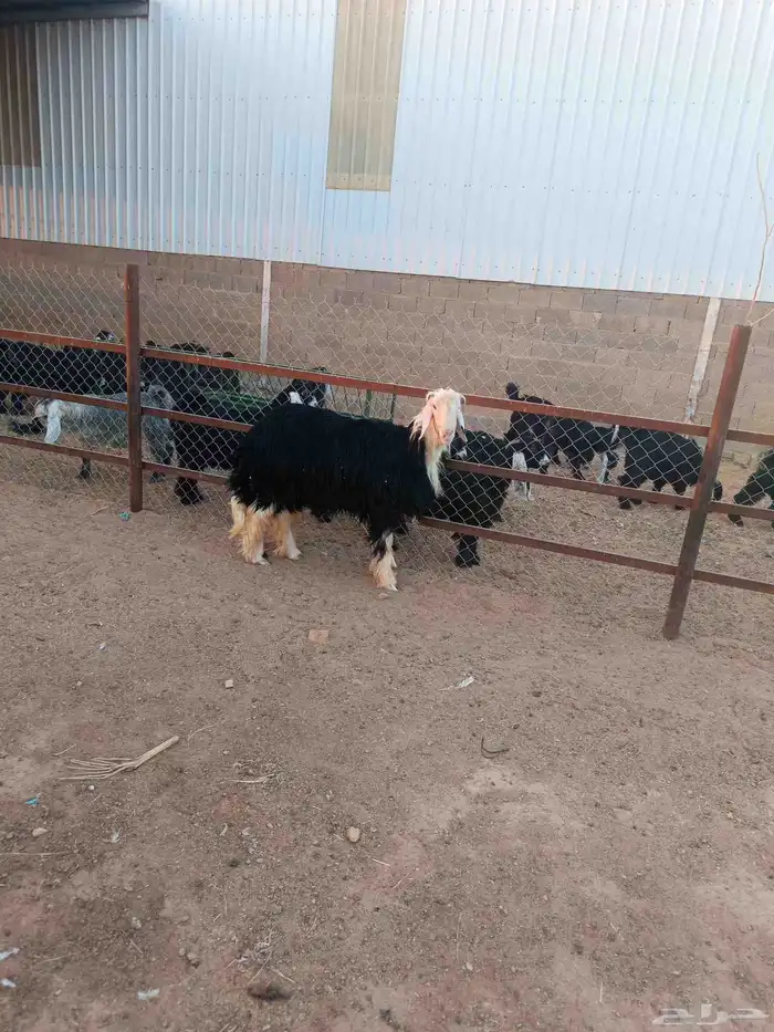 فحول عارضي وخروف نجدي 5