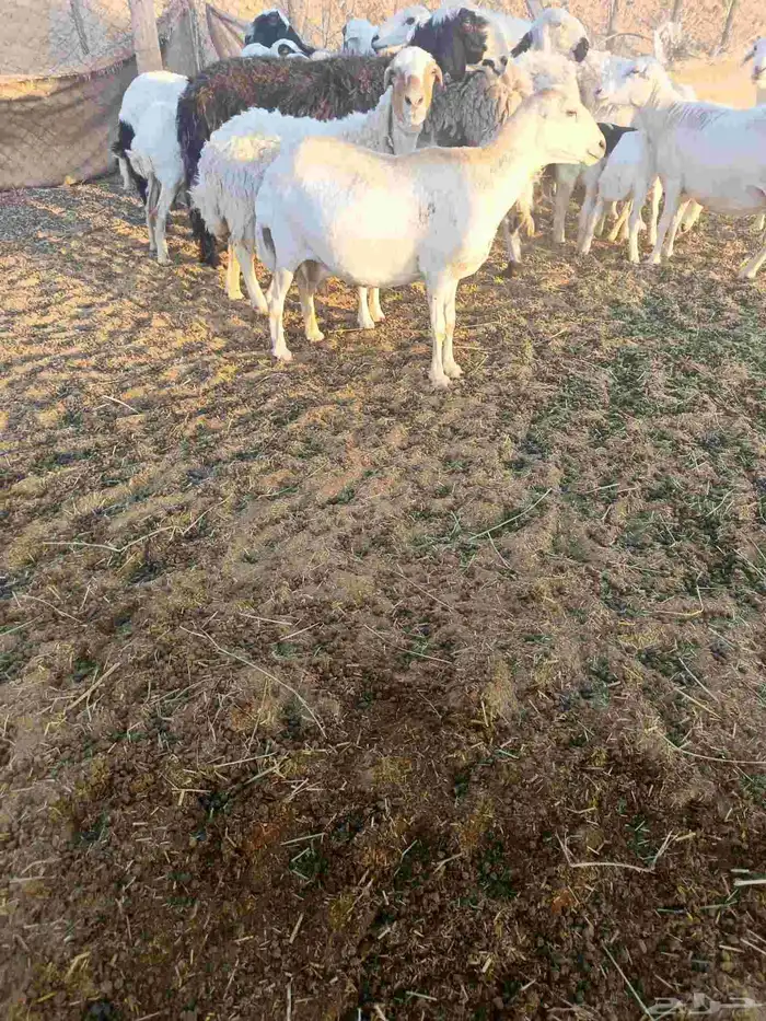 غنم مهاجين ورفيد الوليد 7معها 8ولدفيع و9دفيع بعضها علا ولاد 2