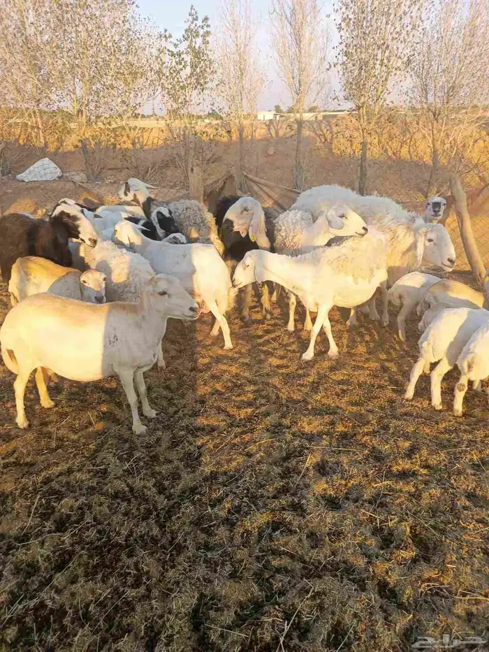 غنم مهاجين ورفيد الوليد 7معها 8ولدفيع و9دفيع بعضها علا ولاد 0