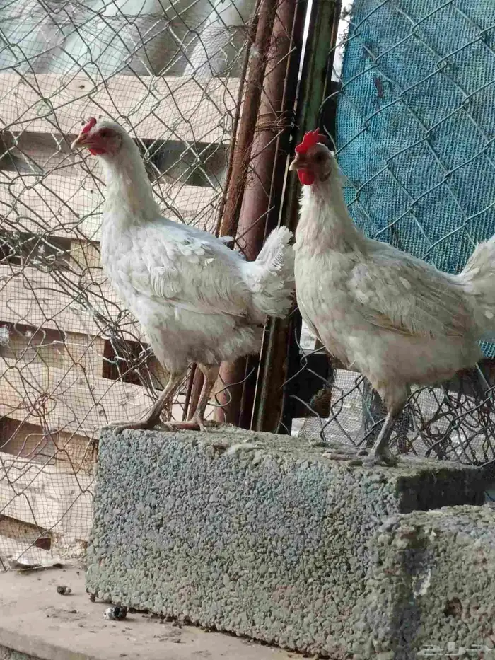 دجاح بلدي للبيع كفو 2