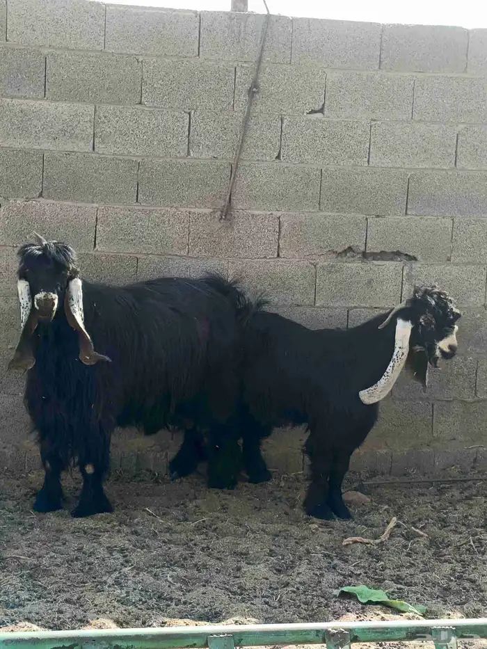 فحول عارضي وخروف نجدي 4