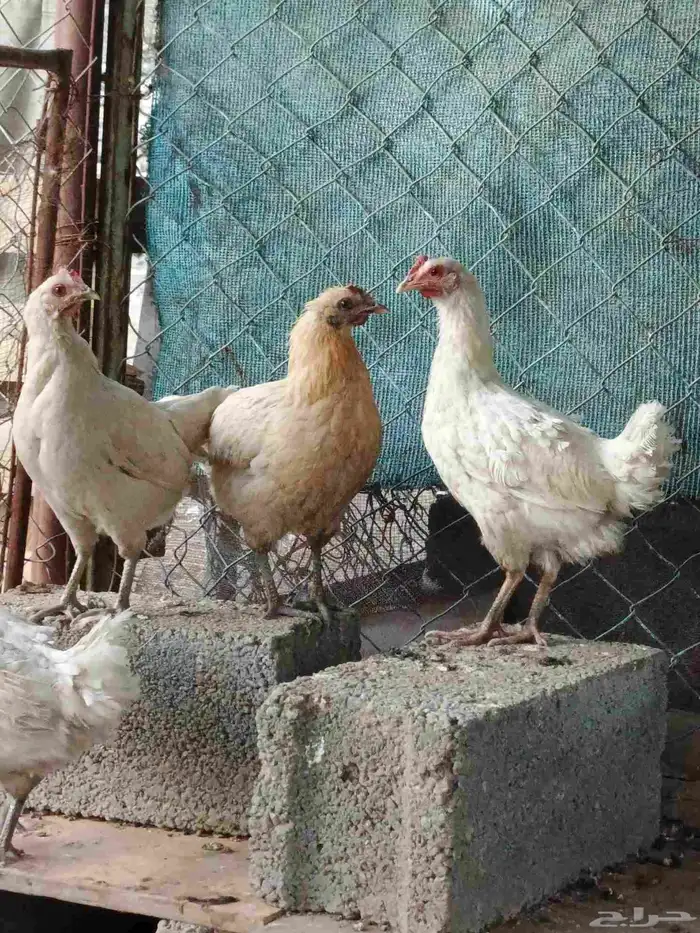 دجاح بلدي للبيع كفو 3