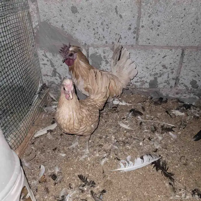 ديك ودجاجه حباحب 0