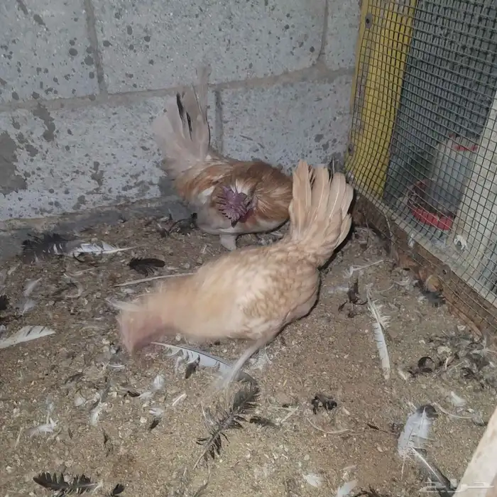 ديك ودجاجه حباحب 2