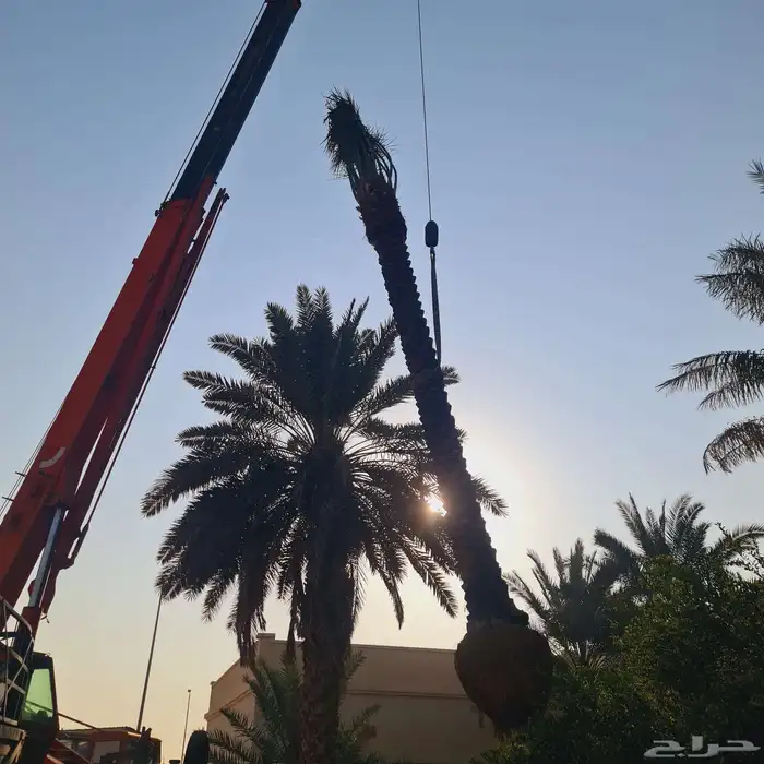 يوجد لدينا جميع انواع النخيل العربي والواشنطني باسعار مناسبه 0