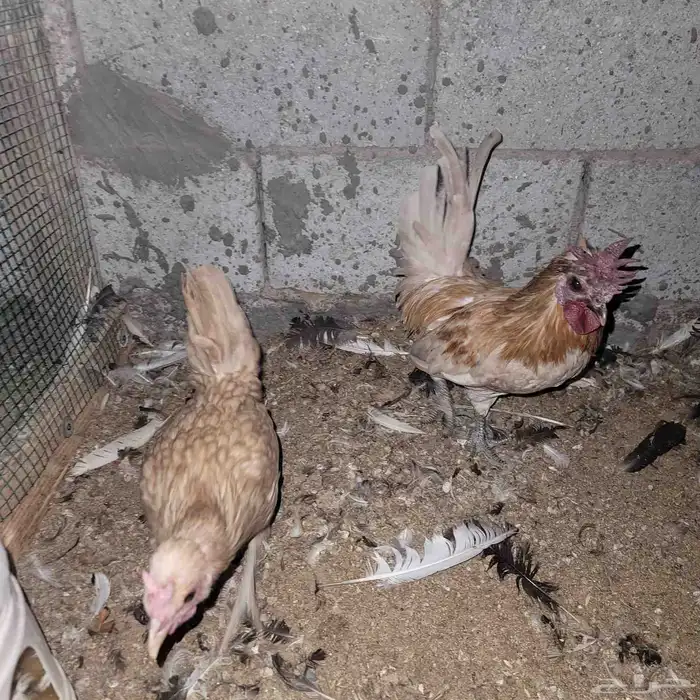 ديك ودجاجه حباحب 1