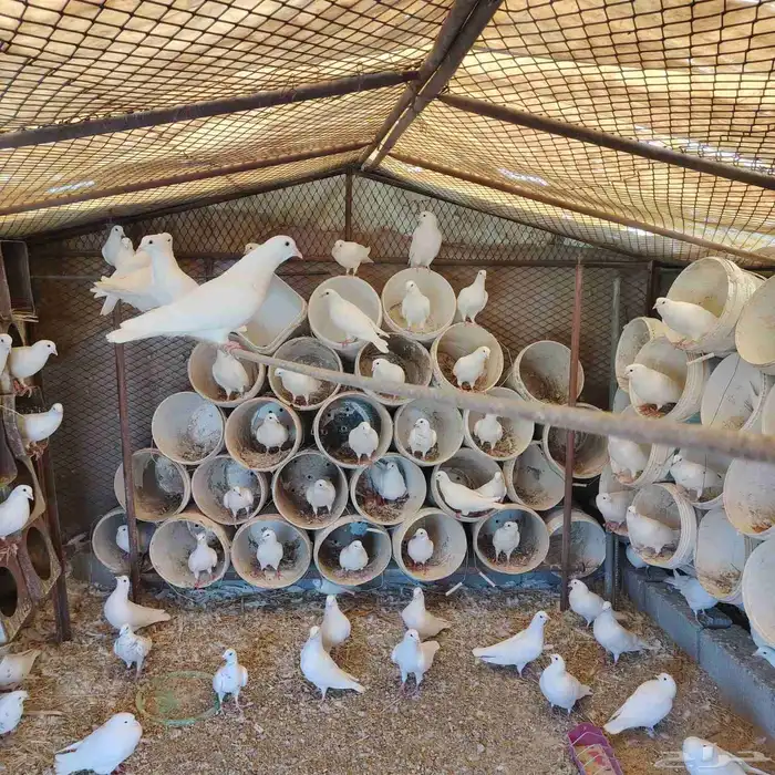 حمام فرنسي للبيع  العدد 79 حبه 0