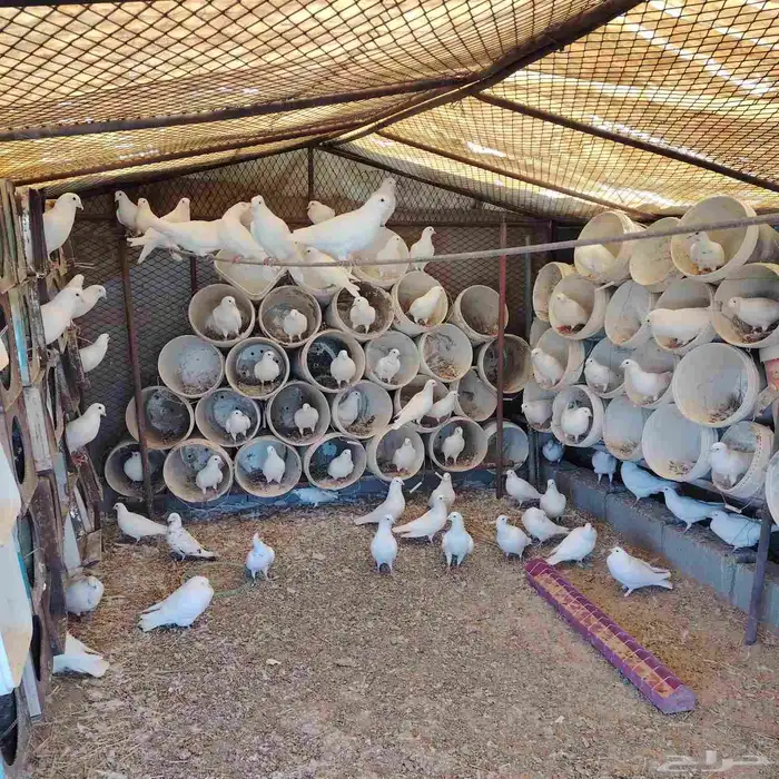 حمام فرنسي للبيع  العدد 79 حبه 2