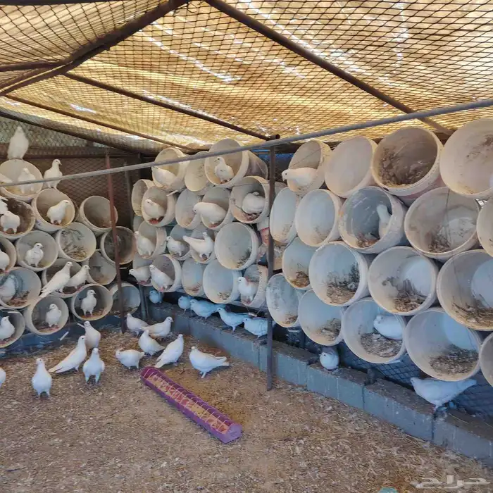 حمام فرنسي للبيع  العدد 79 حبه 1