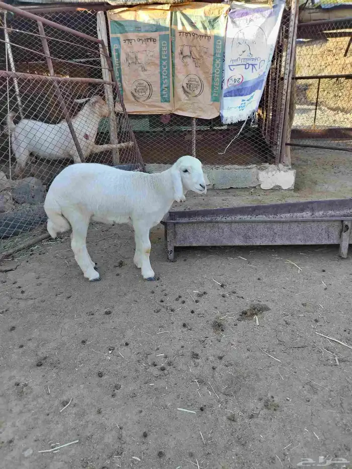 فحل ثني للبيع مشروط وصور إنتاجه مضافه فقط للعرض 2