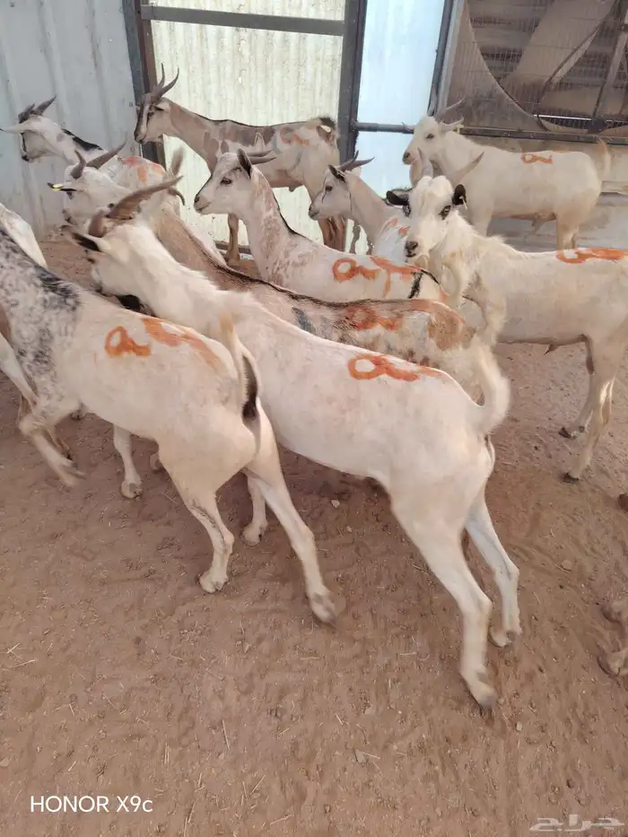 بربرى وتيوس 4