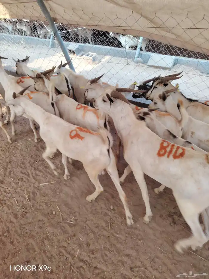 بربرى وتيوس 3