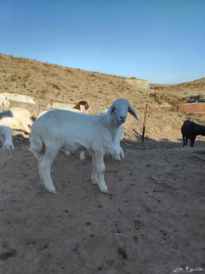 فحل ثني للبيع مشروط وصور إنتاجه مضافه فقط للعرض 1