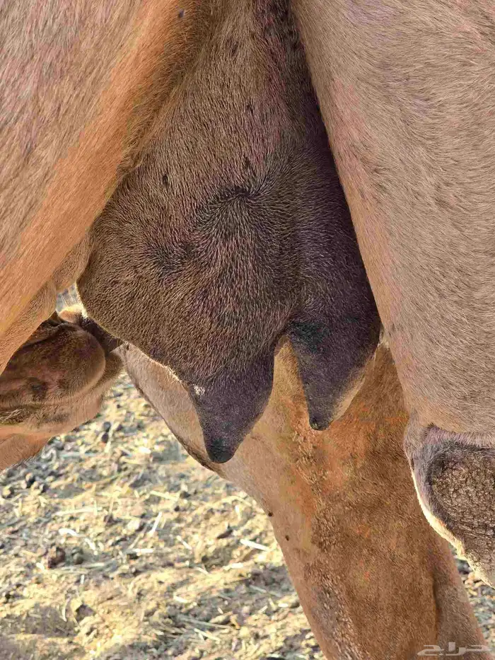 خلفة للبيع 2