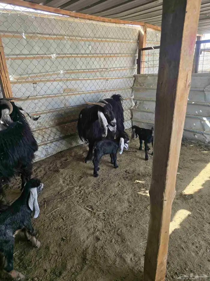 معزا عوارض 3تحتها6 5