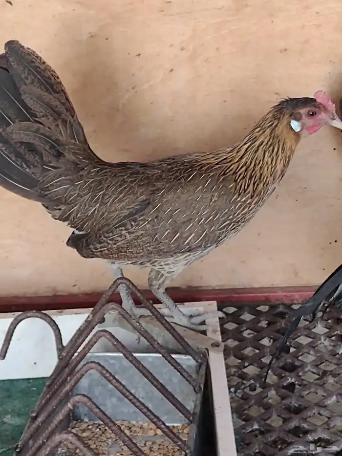 طقم فونكس اصيل لون ترثة 5