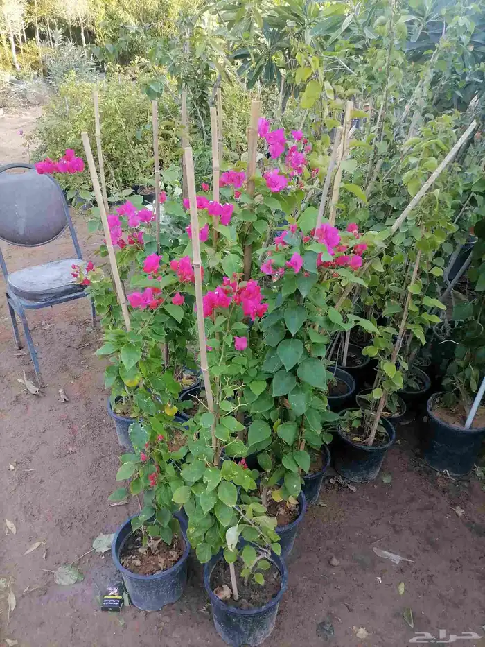 زرع طبيعي وثيل طبيعي وتيل طبيعي وشبكات الري ومشتل زراعية 2