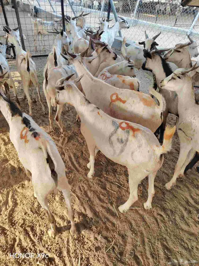 بربرى وتيوس 1