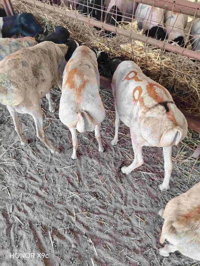 بربرى وتيوس 6