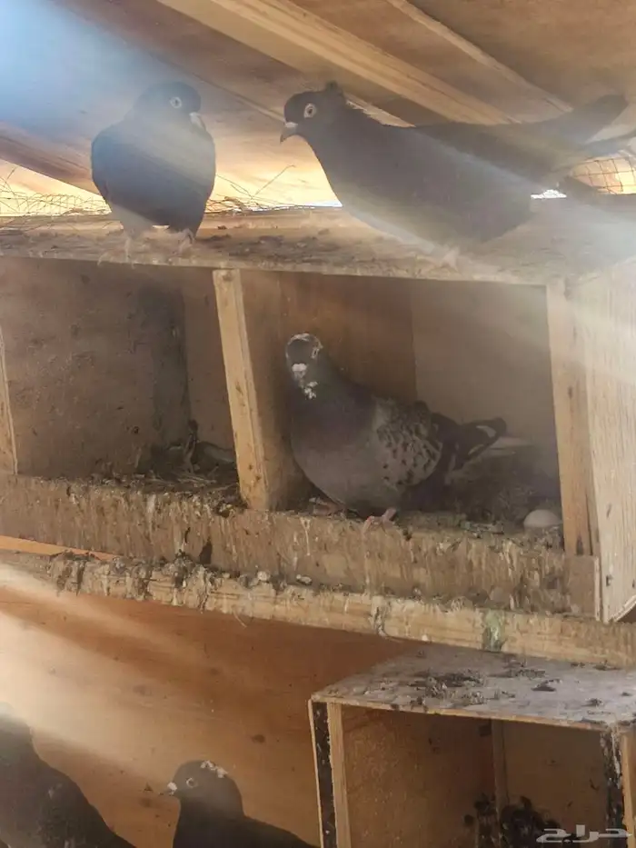 حمام قطيفي عشرين الجوز 2