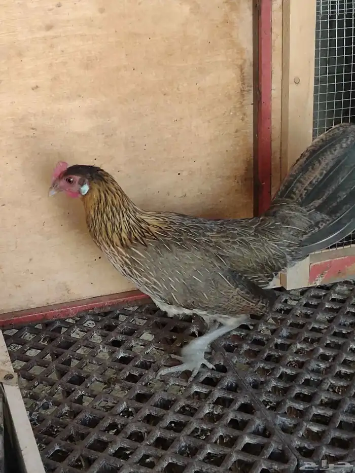 طقم فونكس اصيل لون ترثة 2