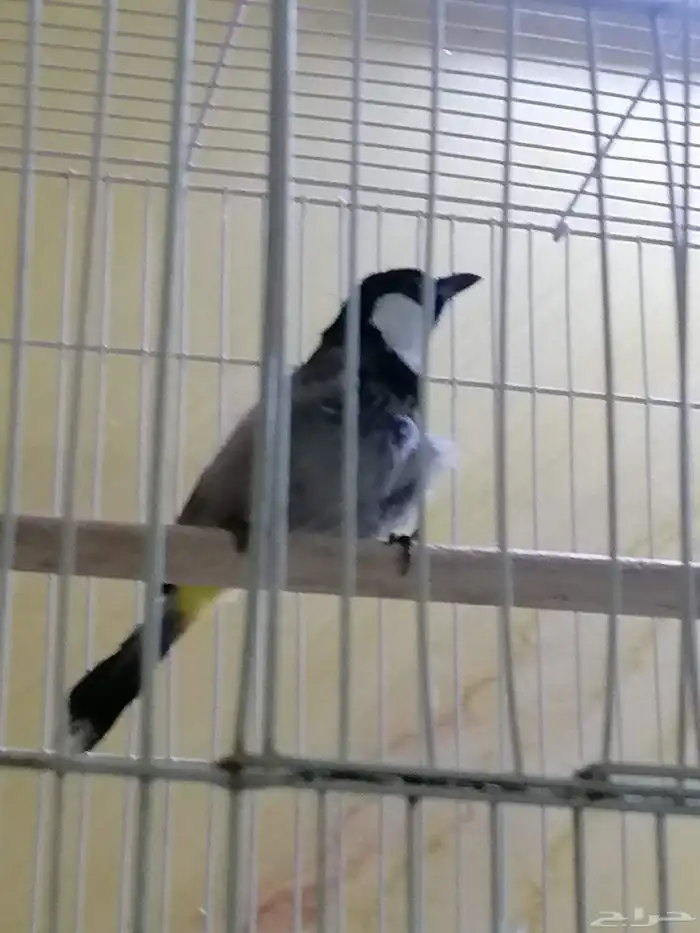 للبيع عصفور بلبول أنثى ركبته علا ذكر أنتجت عندي بس باضت م 3