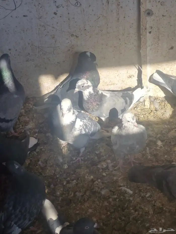 حمام قطيفي عشرين الجوز 0