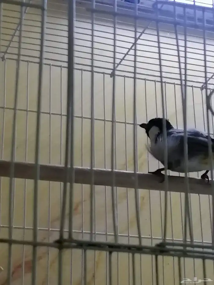 للبيع عصفور بلبول أنثى ركبته علا ذكر أنتجت عندي بس باضت م 2