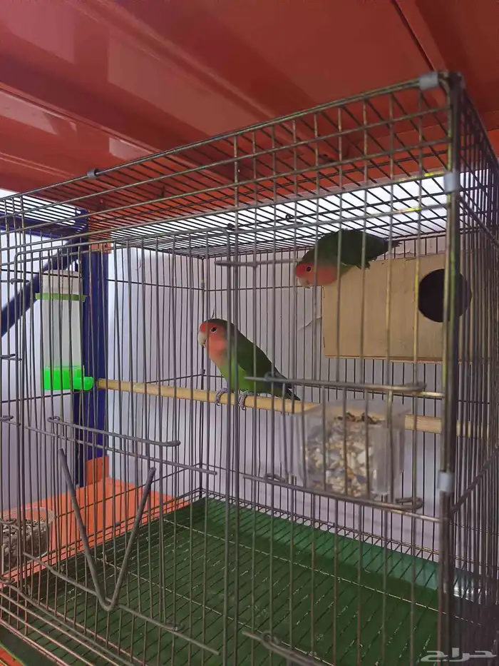 للبيع روز على السوم 0