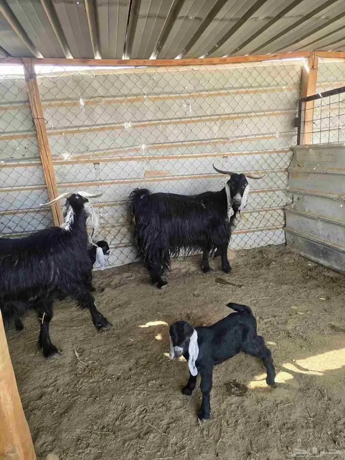 معزا عوارض 3تحتها6 8