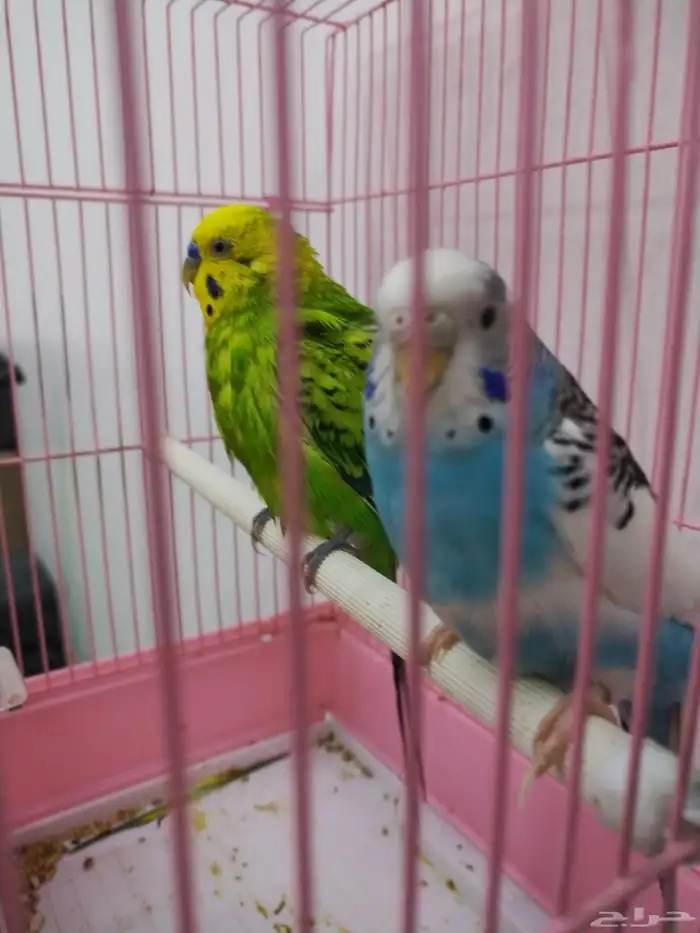 عصفور للبيع جوز 1