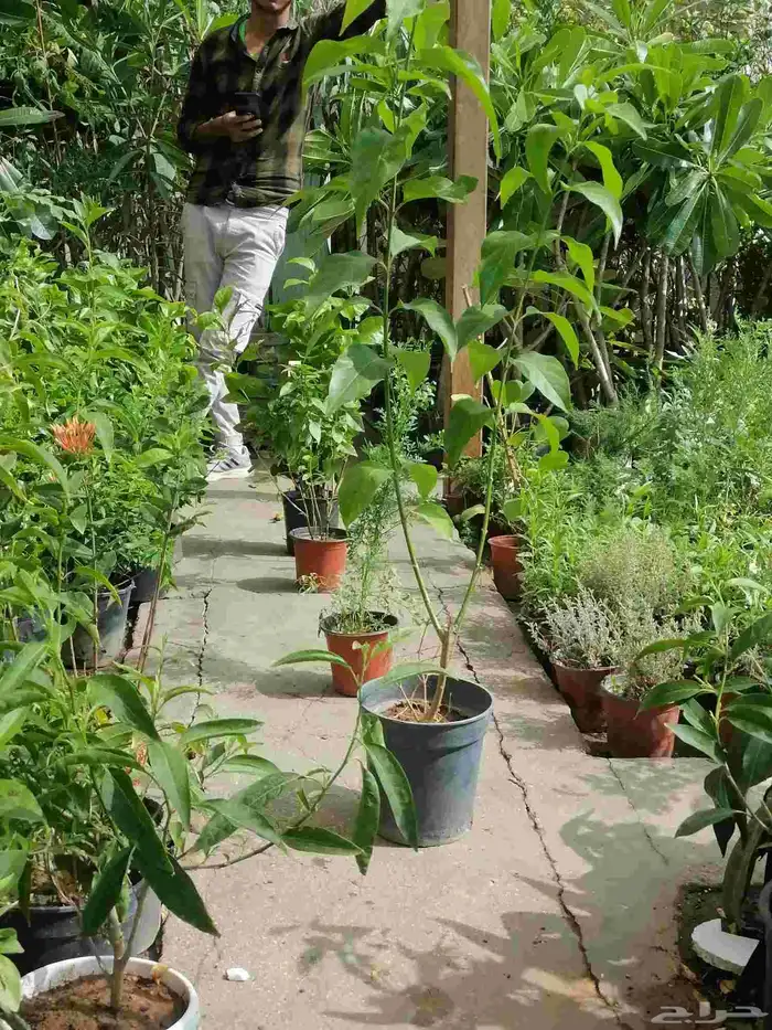 زرع طبيعي وثيل طبيعي وتيل طبيعي وشبكات الري ومشتل زراعية 6