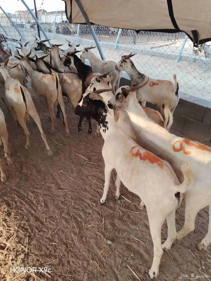 بربرى وتيوس 0