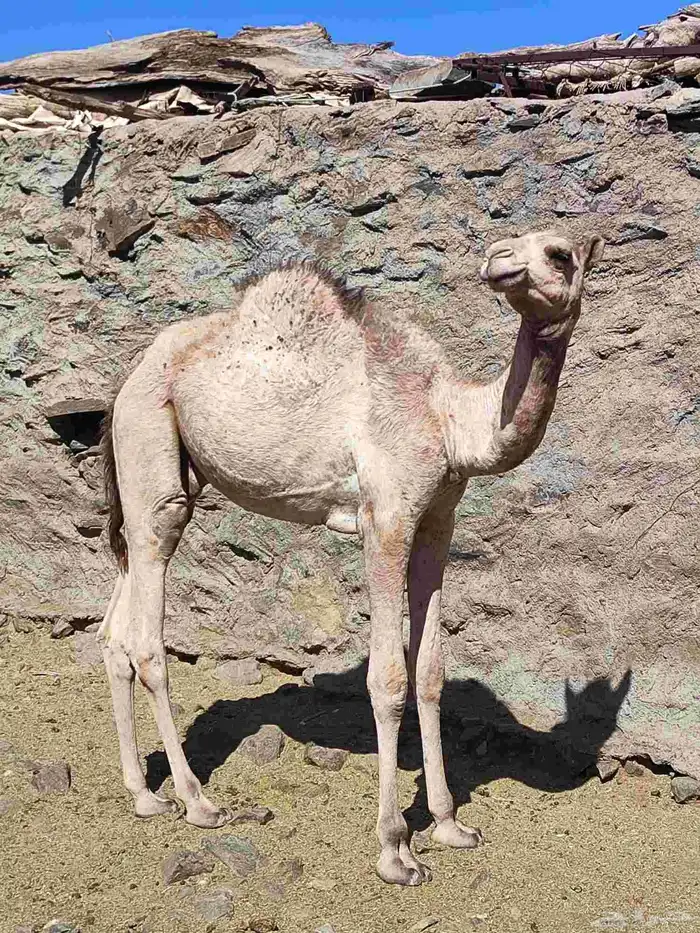 حاشي قعود العمر 11شهر تقريبا 0