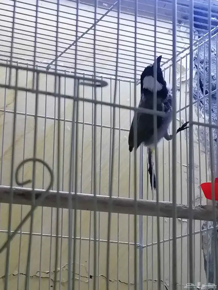 للبيع عصفور بلبول أنثى ركبته علا ذكر أنتجت عندي بس باضت م 0