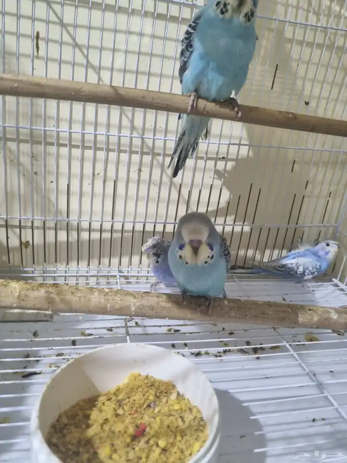 فروخ هوقو وانجليزي 0