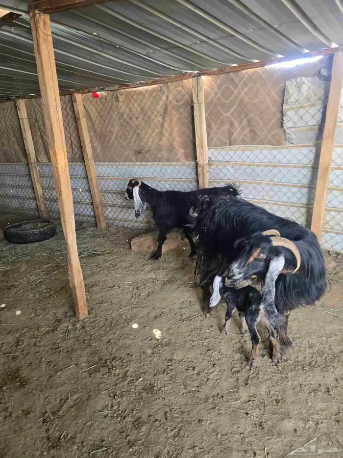 معزا عوارض 3تحتها6 6