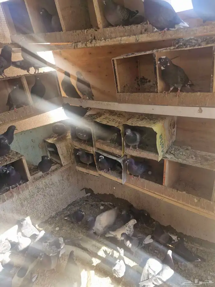 حمام قطيفي عشرين الجوز 1