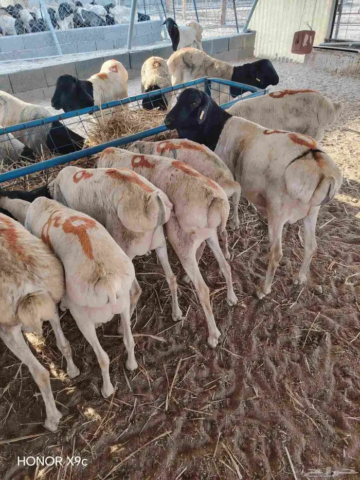 بربرى وتيوس 5