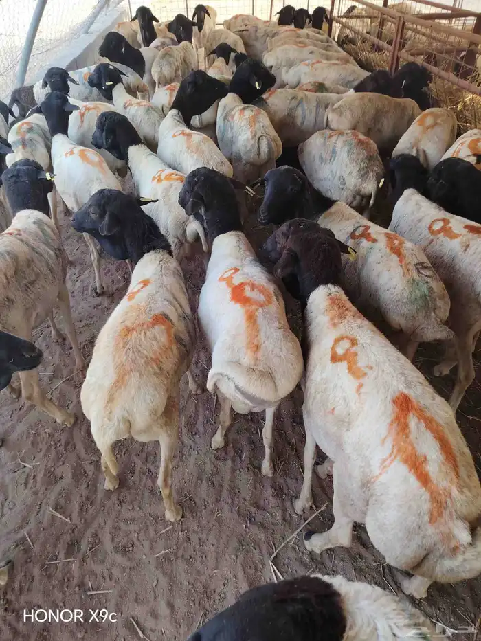 بربرى وتيوس 7