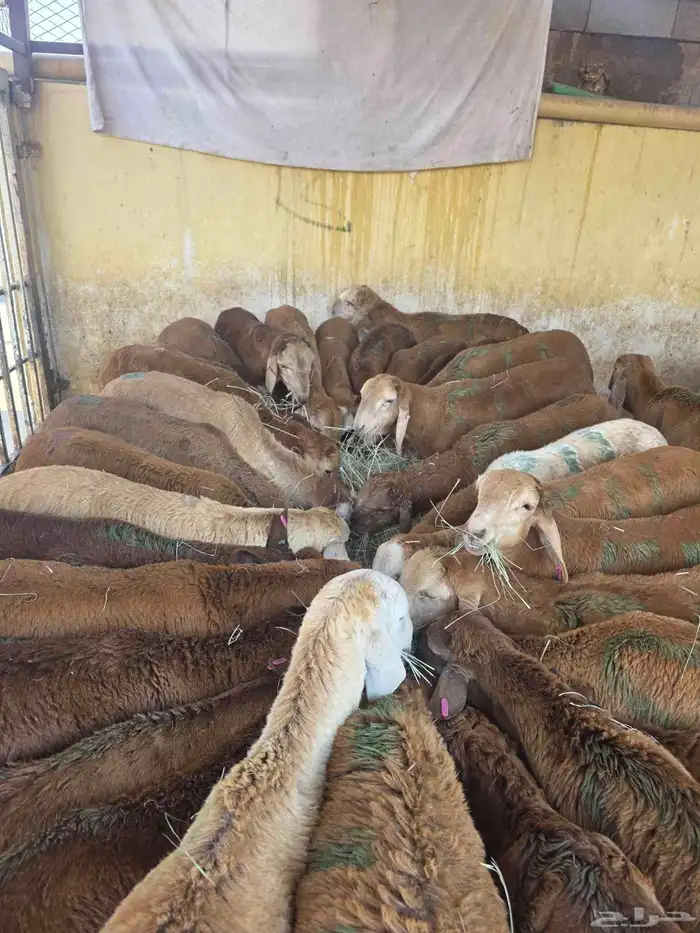 سواكني حمري 2