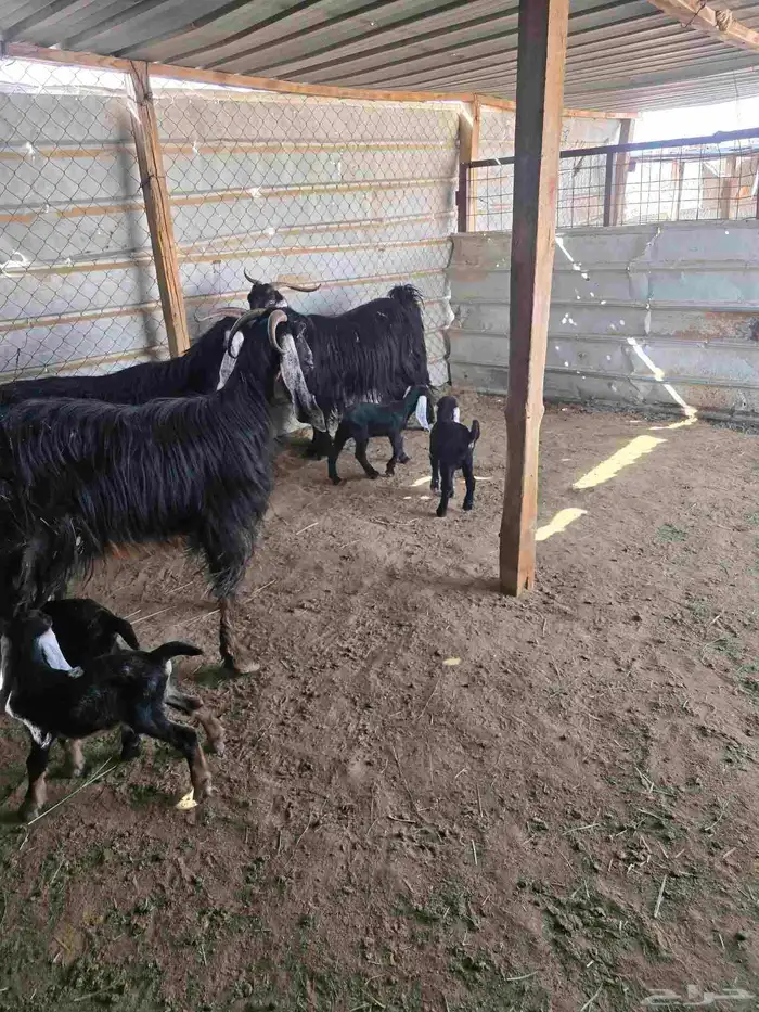 معزا عوارض 3تحتها6 4